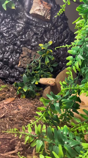 Upgrade Your Ball Python Enclosure with Advanced Lighting Options