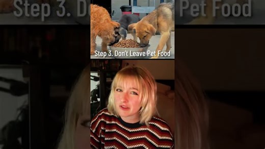 Strategies for Surviving a Coyote Attack