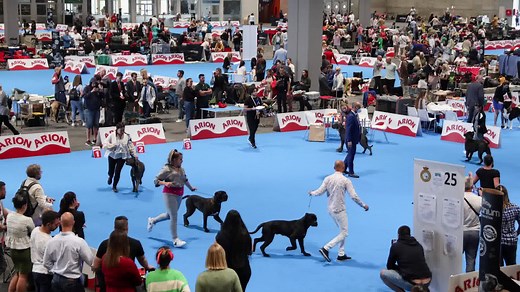 2K views · 45 reactions | From small Dachshunds to huge Mastiffs, over 15,000 purebred dogs from dozens of countries barked and preened in Madrid as they participated in the 2022 World Dog Show | Reuters | Facebook