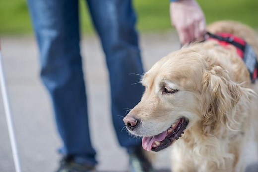 How to Adopt a Retired Service Dog (and Why You Should) | LoveToKnow Pets