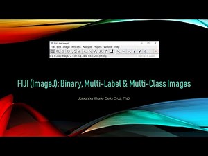 FIJI (ImageJ): Segmentation - Binary Image vs Multi-Label Image vs Multi-Class Image