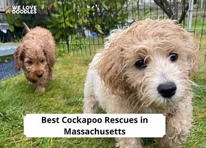 4 Best Cockapoo Rescues in Massachusetts! - We Love Doodles