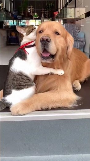 Cats & Dogs Lovers 🐱🐶💛 — The Ultimate Pet Friendship