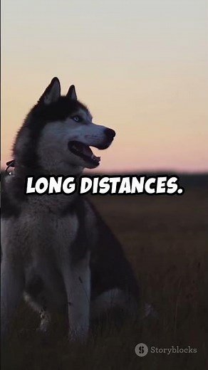 Why Do Siberian Huskies Howl? 🐺