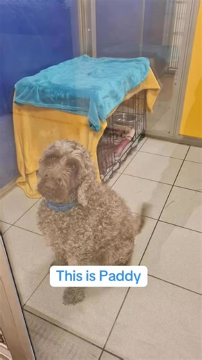 8.3K views · 253 reactions | ✨ Happy Ever After Update – Paddy is...