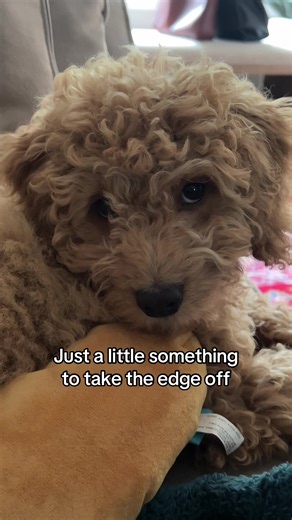 Pesto the Cockapoo on TikTok