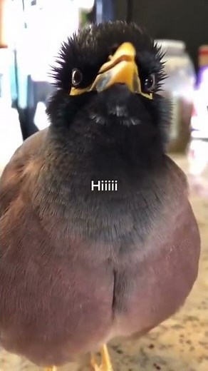 Adorable bird talking just like a human.