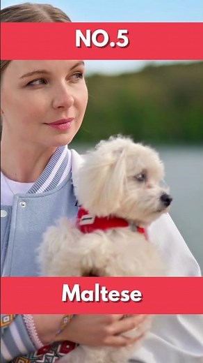 Top 10 Small Dog Breeds That Stay Tiny! 🐶✨ #smalldogs