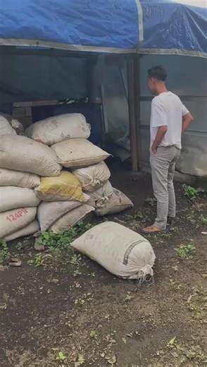 Authentic Coffee Supplier — sourcing premium Arabica and Robusta beans directly from East Java’s finest farmers. We ensure consistency, traceability, and authentic flavor in every batch. From farm to roastery, we bring Indonesia’s best to your cup. ☕🌱 #AuthenticCoffeeSupplier #SpecialtyCoffee #IndonesiaCoffee #DirectTrade #PremiumBeans