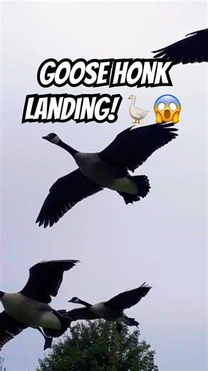 Goose Honk Landing! 🪿😱