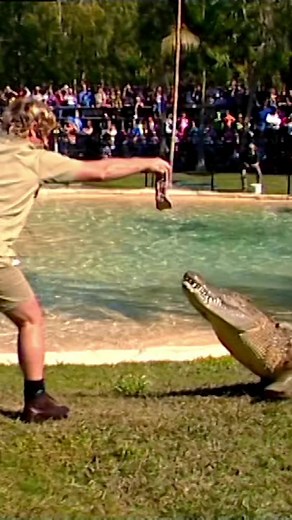Australia Zoo Crocodile Show Throwback: Triple Croc Action!