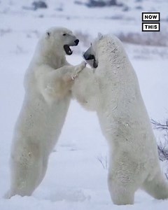 19K views · 69 reactions | How beary cute — These two polar bears...