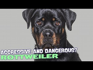 Why Are Rottweilers So Aggressive and Dangerous?