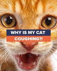 6.7K views · 82 reactions | Is your cat coughing? Veterinarian Dr. Wooten discusses the causes, diagnoisis, treatment and prevention. This original video is produced by cats.com. | Cats.com | Facebook