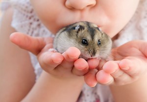 What do Baby Hamsters Eat? Learn How to Feed a Baby Hamster | petusiast