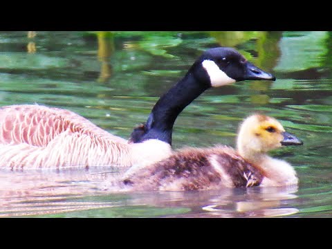 Baby Canada Geese SOUNDS CALLING to Parents