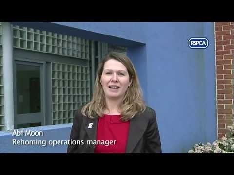 How to rehome and RSPCA animal