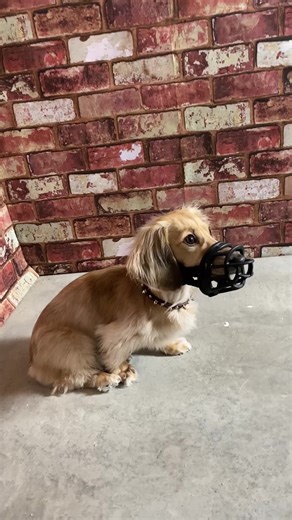 #ad We re-created the trailer for the new #DogMovie! Check the link in my bio to get tickets, in theatres tonight!😮😀 #ad #dogthefilm