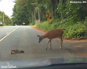27K views · 780 reactions | HEARTWARMING: This little baby deer got so scared, he just laid down on the road. Mama cautiously comes to the rescue. https://goo.gl/8fwVSg | KAKE News | Facebook