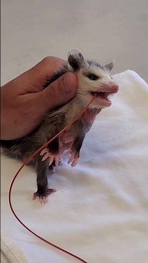 Baby Opossum Feeding Time!