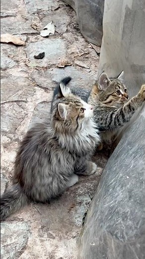 Funny Cats Compilation: The Most Hilarious Cat Moments of the Year!