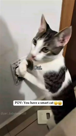 Meowmoment on Instagram: "Hope you enjoy watching this edit of Leo growing up! I used a dedicated morphing software called Morphage. Unfortunately I’m not really good at it yet, but I wanted to show you this anyways. Can’t wait to morph different cat breeds 😻 #furryfritz #catographer #cat #kitten #orangecat #kittengrowth #catphotographer #timelapse #morph #morphlapse"