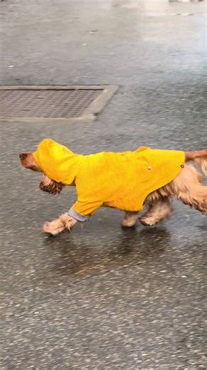 Adorable Cocker Spaniel Moments