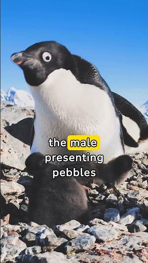 Fascinating Adélie Penguin Facts You Didn't Know!