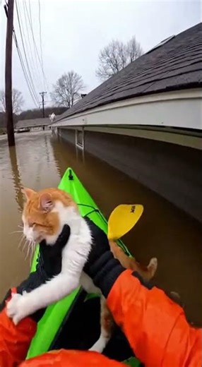 Kayaker Rescues Stranded Cats From Flooded Homes – Heroic 4K Footage