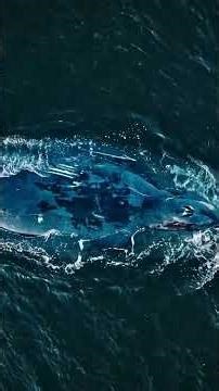 The Adélie Penguin: Antarctica’s Abundant and Hardy Resident