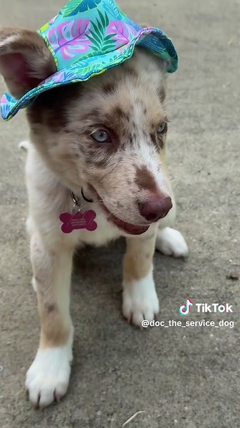First vacation #sdit #summer #puppy #puppytiktok #doggo #puppytiktok #servicepuppy #servicedogintraining #potsie #australianshepherd #husky