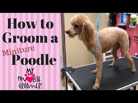 How To Groom A Poodle