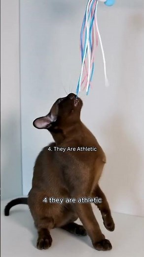 Burmese Cat: The Ultimate Breed Guide in 60 Seconds