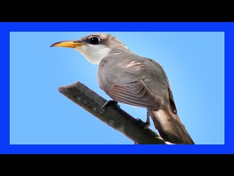 Yellow-billed Cuckoo Singing! Calling! Sound! - Cuclillo Piquigualdo Canto - Coccyzus americanus