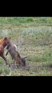 Animal Planet TV on Reels