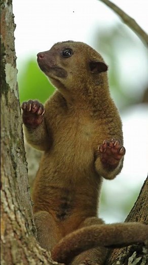 🐻🌿 Meet the Kinkajou: The Rainforest's Nighttime Acrobat!