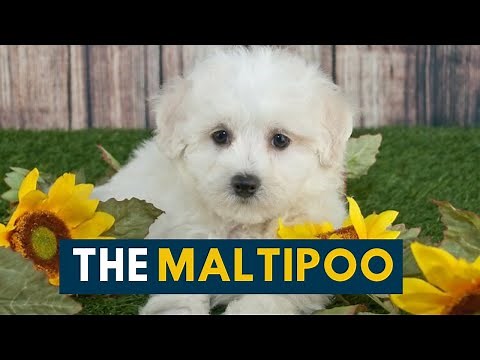 Maltipoo: The Ultimate Companion Dog!