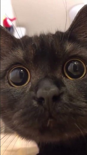 Pretty Catkiss 😽💖 — Sweetest Purrs & Kisses!