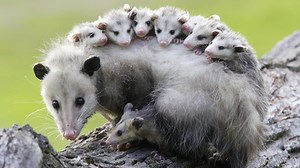 Possums | Know Your Meme