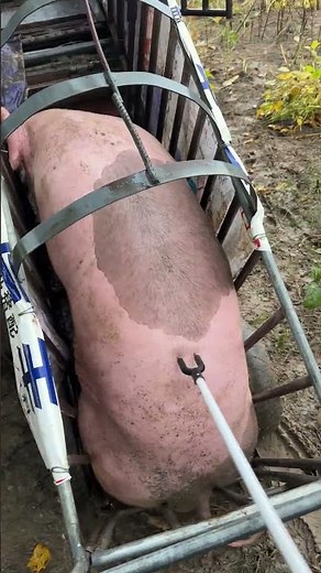 3 Ways to Raise Pigs for BIG Farmhouse Profits! 🐷💰 | For Education Only