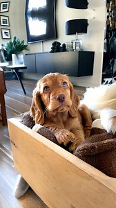 21K views · 369 reactions | English Cocker Spaniel  The Cute & Charming Breed! | 1 Minute Animals With their adorable looks and charming personalities, English Cocker Spaniels are the embodiment of cuteness and make wonderful companions. #EnglishCockerSpaniel #CharmingDogs #CuteCanines #DogLove #CompanionPets | 1 Minute Animals | Facebook