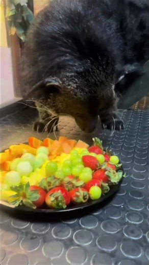 Yesterday was Burt’s Birthday!!! Our buddy just turned five years old and his best friend John made him a delicious platter! If you stop by make sure to wish him a happy BURT-DAY!!! @d_gatorboy @b #fyp #trending #viral #binturong #birthday