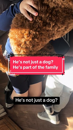 He’s not just a dog? He’s part of the family #Cockapoo #dogsoftiktok #fyp #foryou