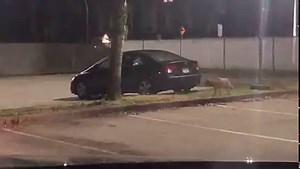 18K views · 171 reactions | Canadian police catch a cat chasing a coyote on their cameras. | KSL NewsRadio | Facebook