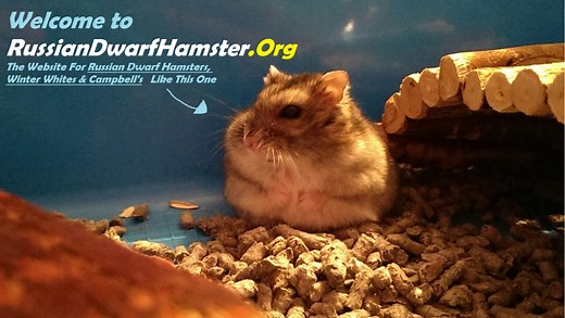 Russian Dwarf Hamster Care - The Ultimate Guide For Russian Dwarfs