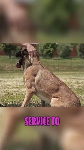 Service Dogs: Why They're Essential & What They Do