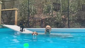 89K views · 6.6K reactions | Small Dog Day at the Farm!! It’s a long...