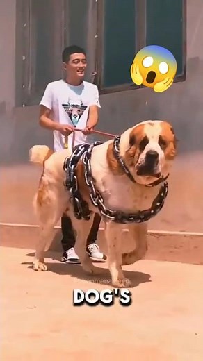 5 Dog Breeds With the Scariest Voices Ever Heard! 🐶💀