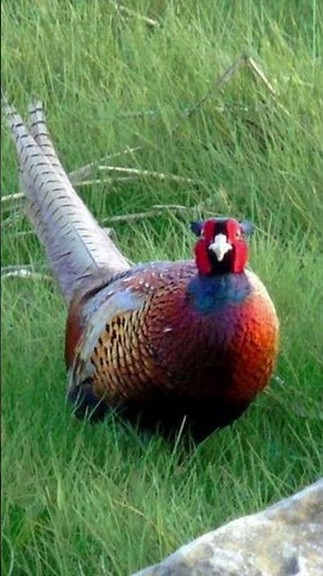 Common Pheasant Bird Sound Video: Bird Call Nature Sounds