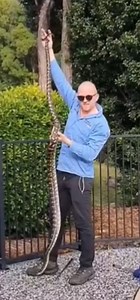 41K views · 1.2K reactions | Look At The Size Of This Carpet Python...